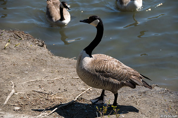 A goose