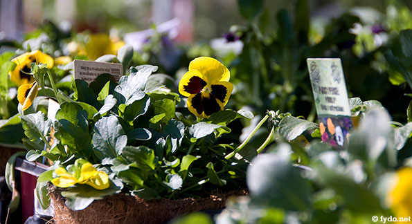 Pansies